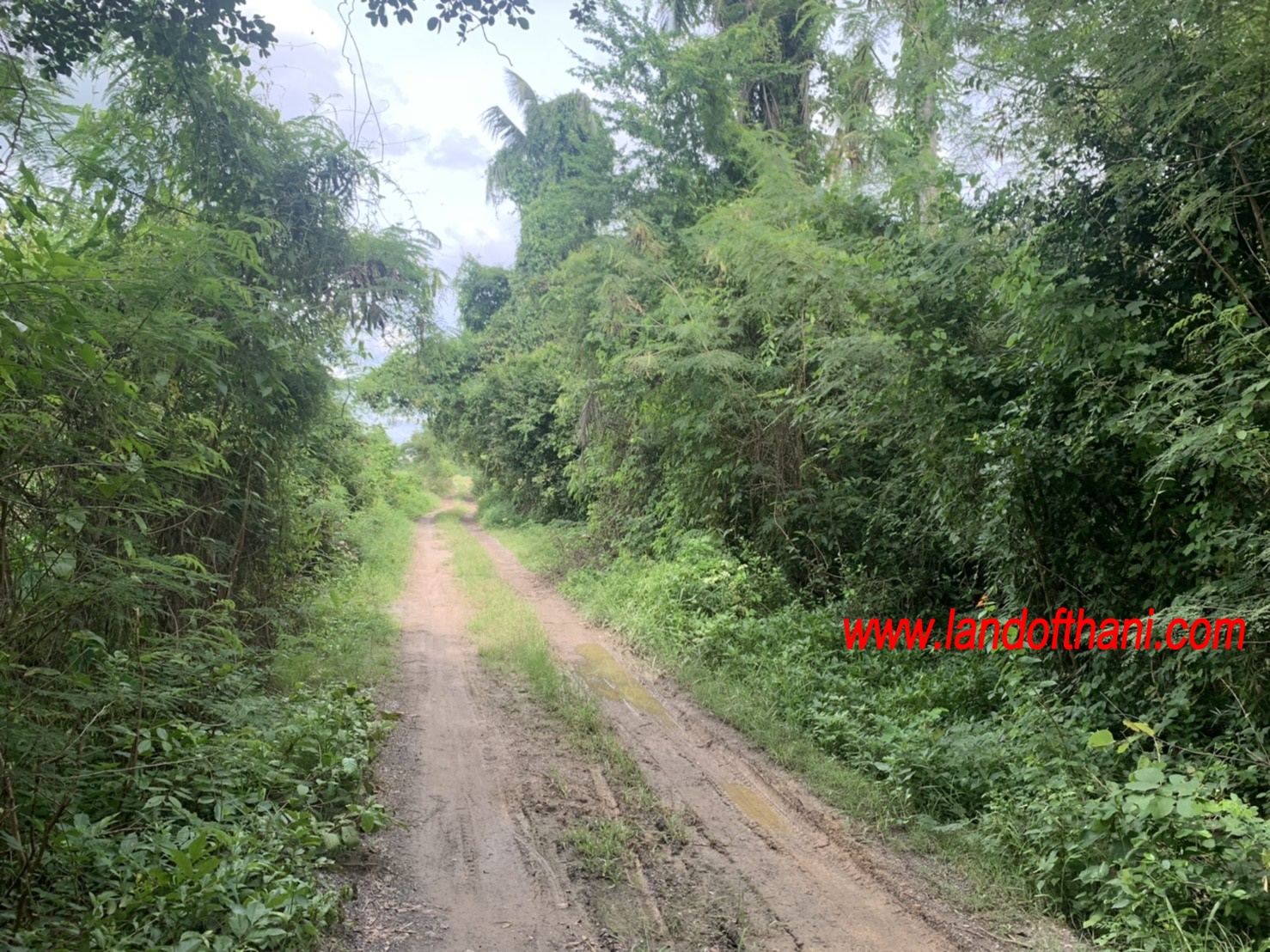 ที่ดิน อำเภอเขาย้อย ตำบลหนองชุมพล จังหวัดเพชรบุรี ทางเข้าห่างถนน เพชรเกษม100เมตร ปากซอยมีเซเว่นและตลาดข้างใน